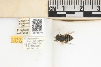 Media type: image;   Entomology 785746 Aspect: labels